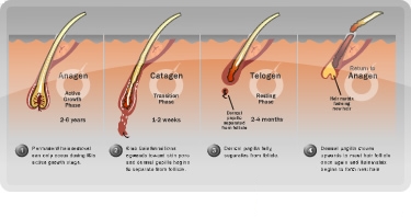 Hair Loss Growth